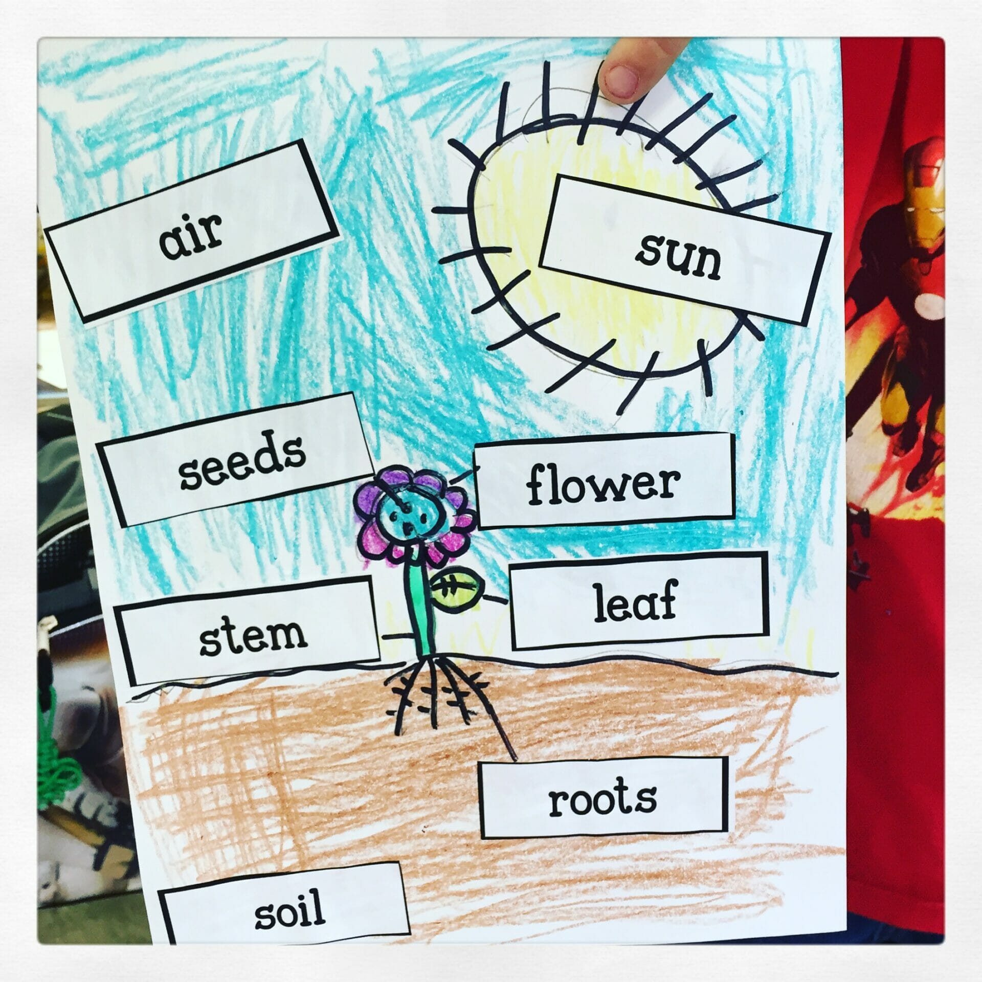 label a plant first grade